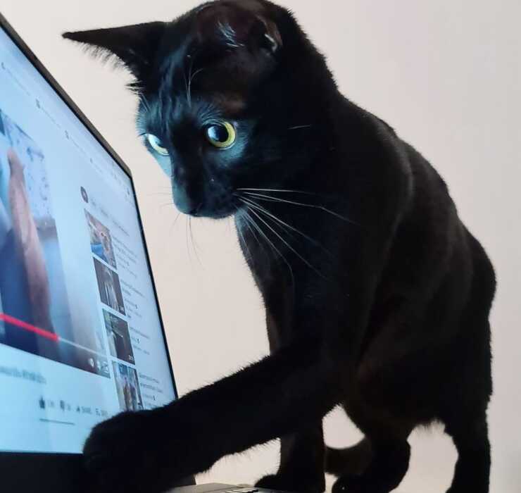 gatto sam sawet