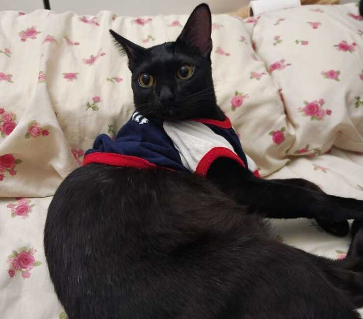 gatto sam sawet