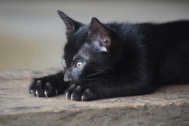 gatto sam sawet