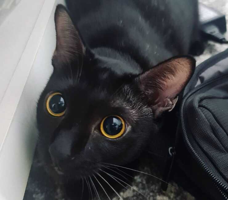 gatto sam sawet