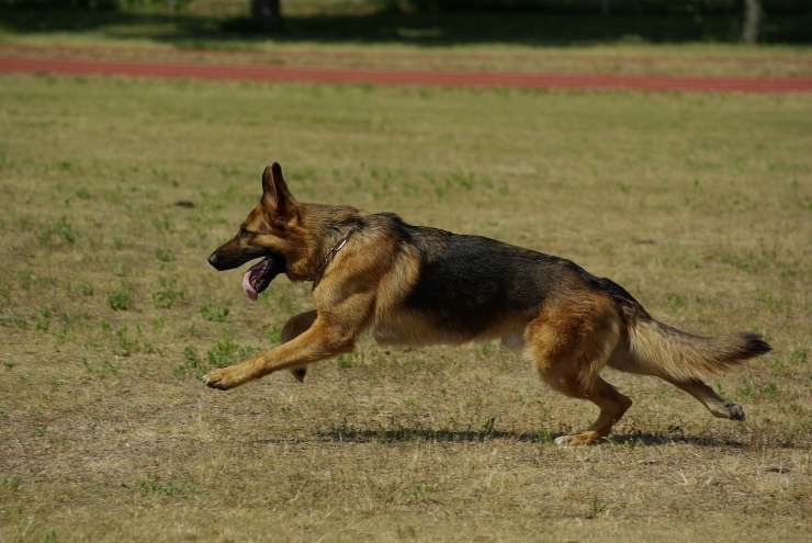 Fido corre sul prato