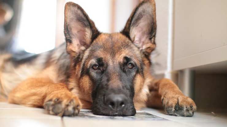 glicogenosi nel cane