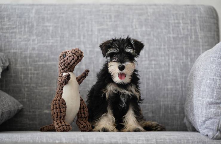 Razze di cani che amano fare festa