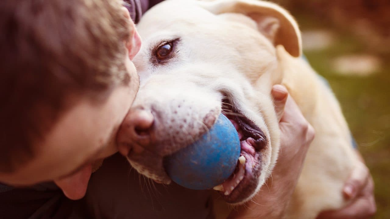 indole addestramento personalità cane (1)