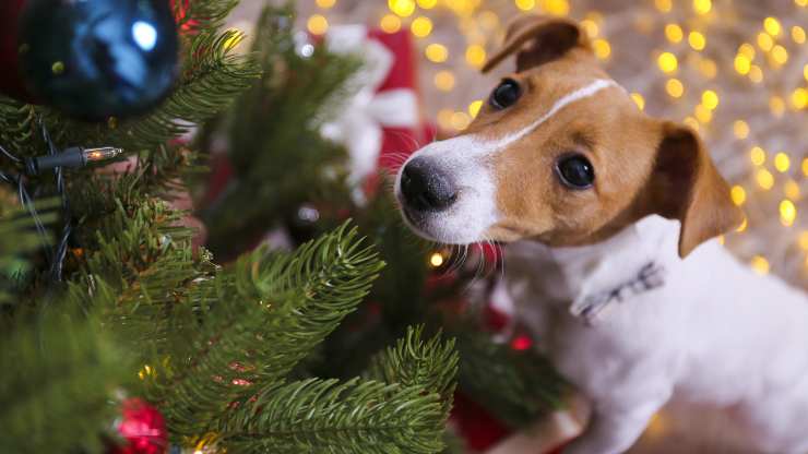 insegnare al cane a stare lontano albero natale