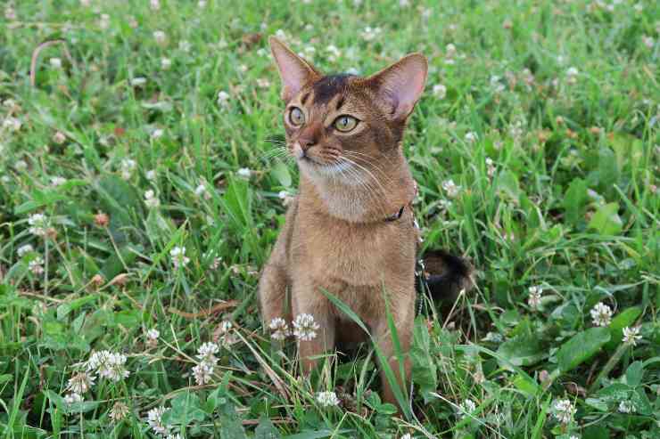 Il gatto riposa sul prato