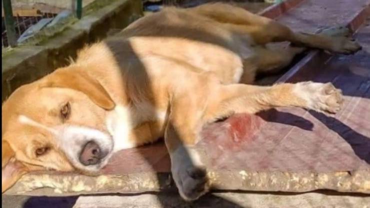 la cagnolina invisibile
