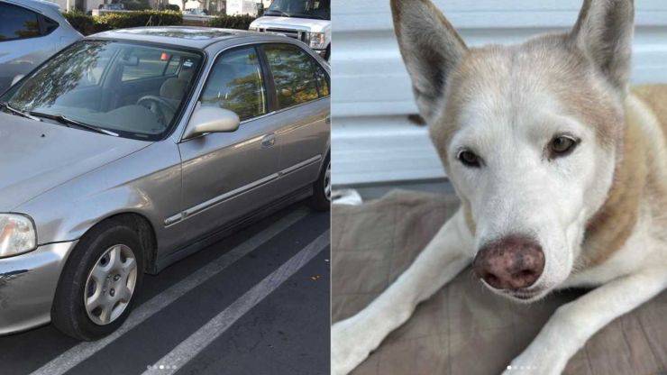 ladro arrestato localizzatore gps cane