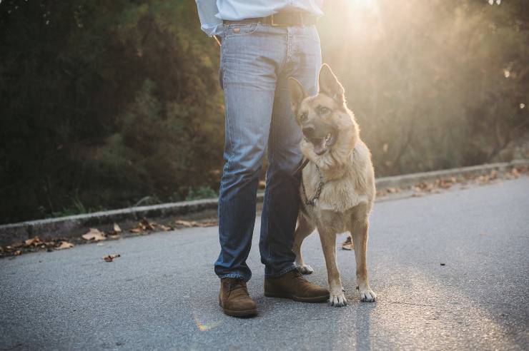 Come insegnare al cane a venire da te Come insegnare al cane a venire da te