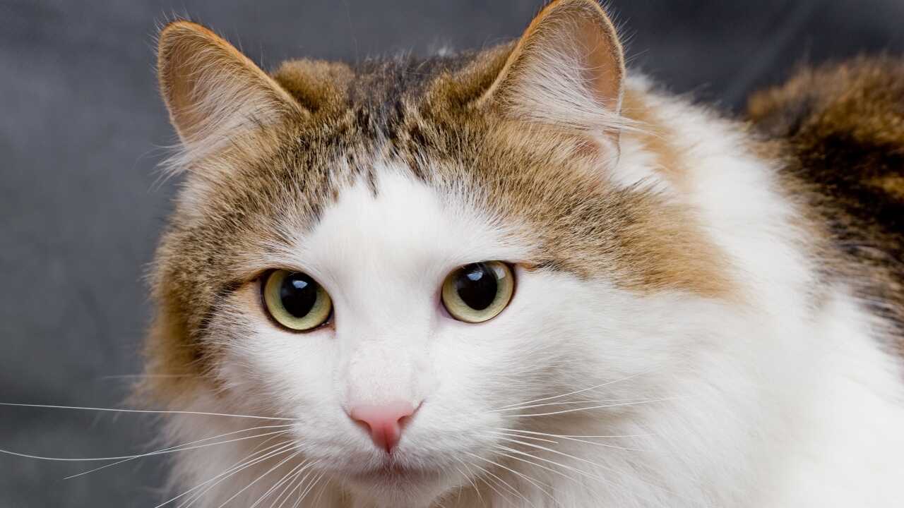 ragamuffin malattie comuni ragamuffin