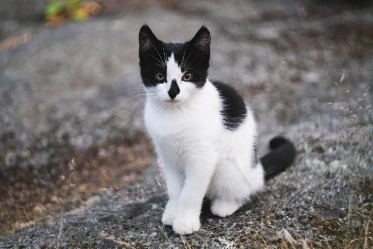 Il gatto batte la coda