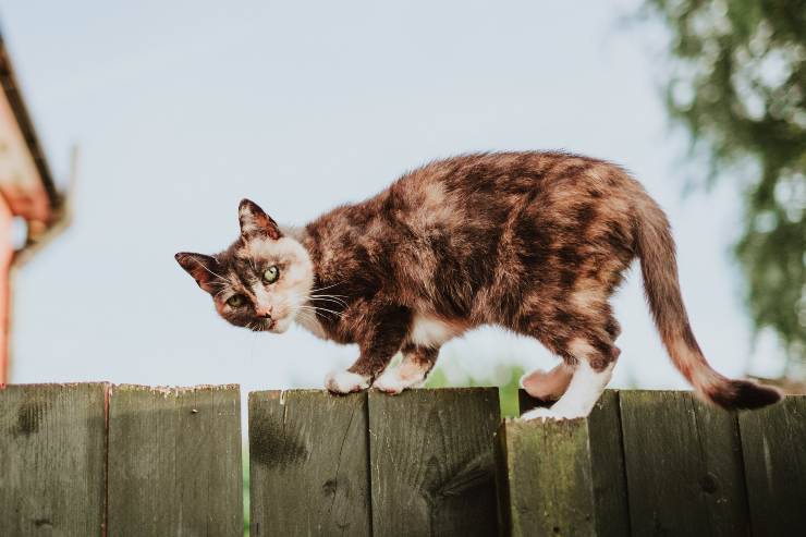 Razze di gatti che tendono a restare in forma Razze di gatti che tendono a restare in forma