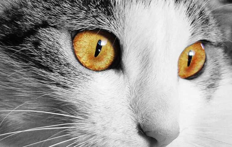 occhi di gatto