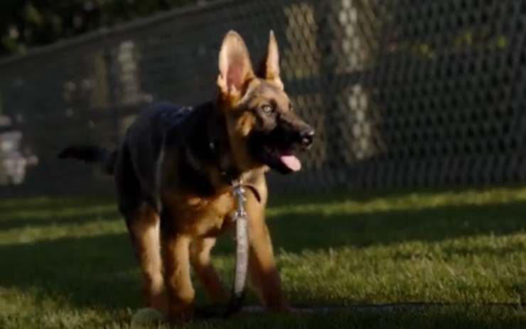 Il cane Commander (Foto Twitter) 