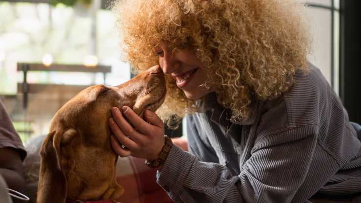 perché il cane strofina muso su di noi