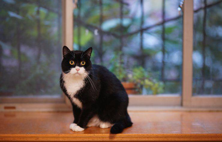 L'alimentazione ideale per il felino