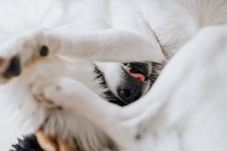 Uretere ectopico del cane