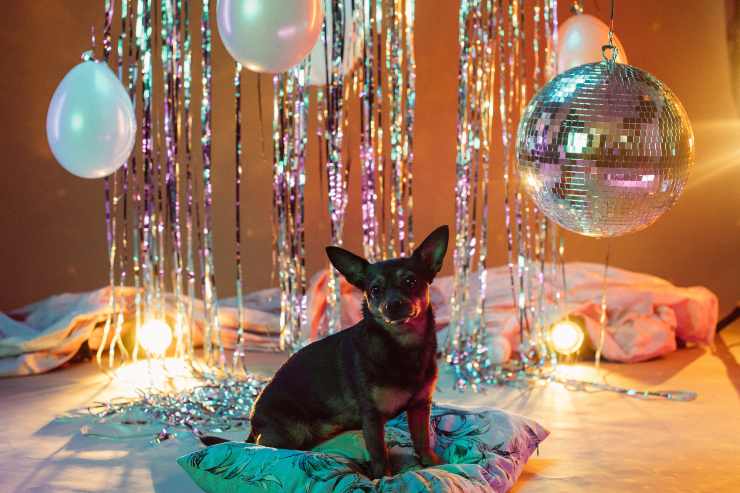 Cani che amano fare festa
