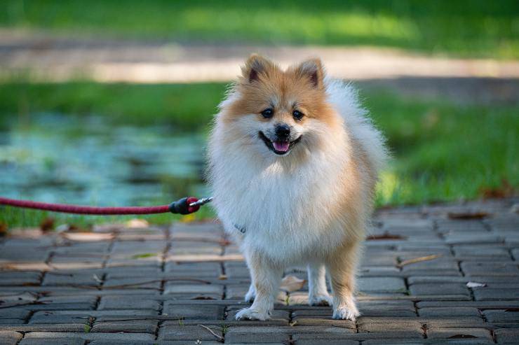 Cagnolino in movimento