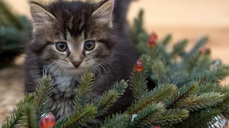 piante di natale tossiche gatto