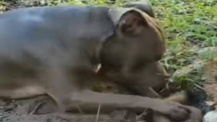 Il pitbull infastidisce il castoro (Foto video)