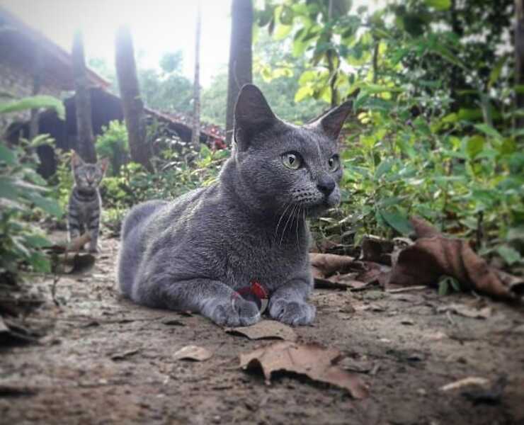 gatto raas