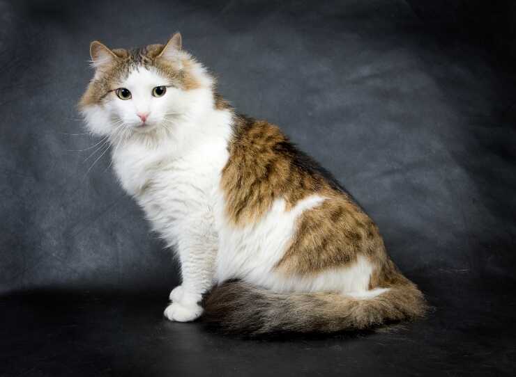 ragamuffin