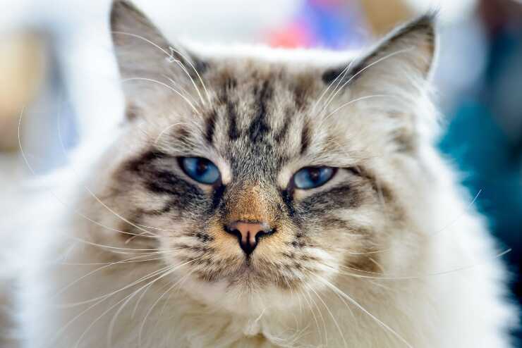 ragamuffin