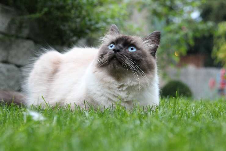 ragamuffin