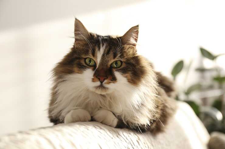 ragamuffin