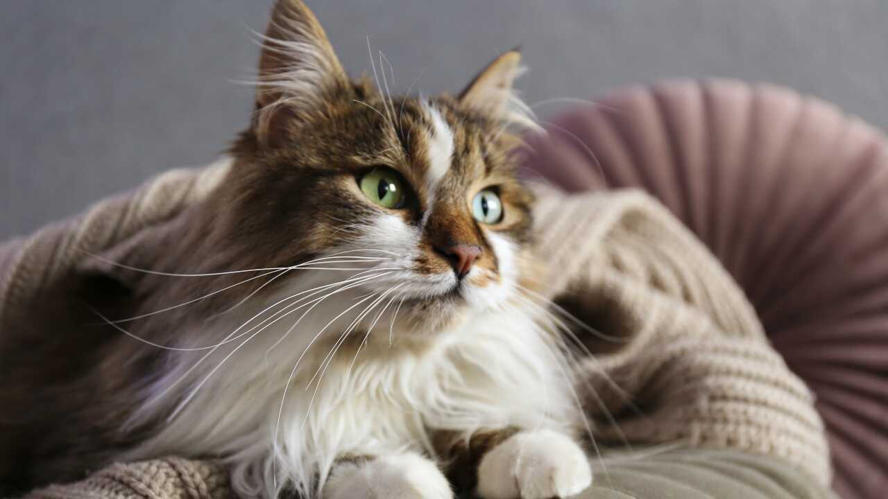 ragamuffin