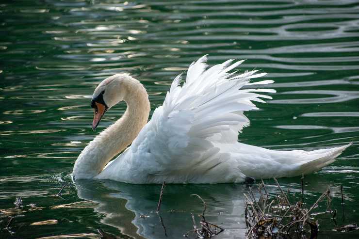 Gli animali più teneri nel mondo