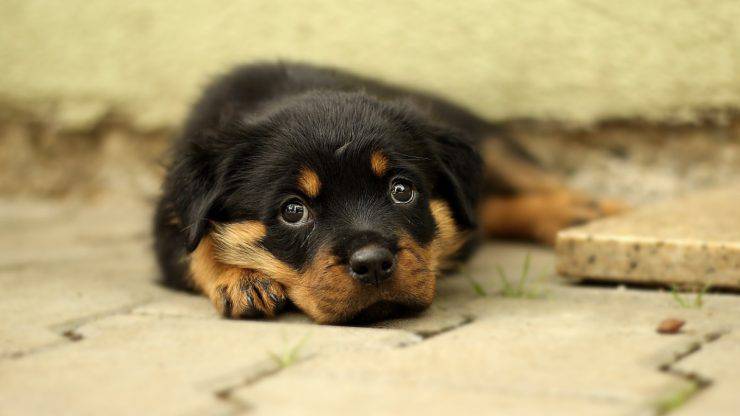 Cucciolo lasciato solo (Foto Pixabay)