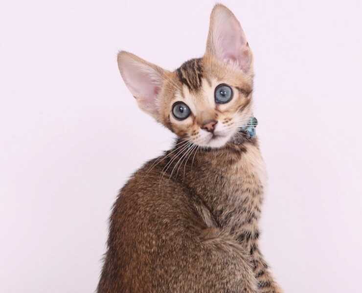 serengeti-gatto-(2)_optimized