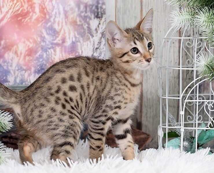 serengeti-gatto-(2)_optimized