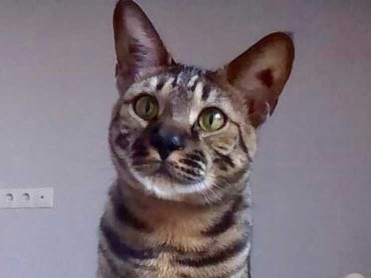 serengeti-gatto-(2)_optimized