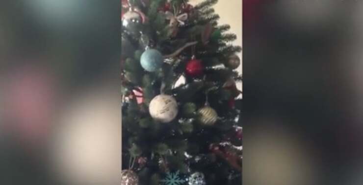 Serpente velenoso sbuca fuori dall'albero di natale (Screen Video)