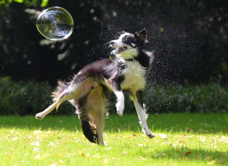 Cane con le bolle di sapone