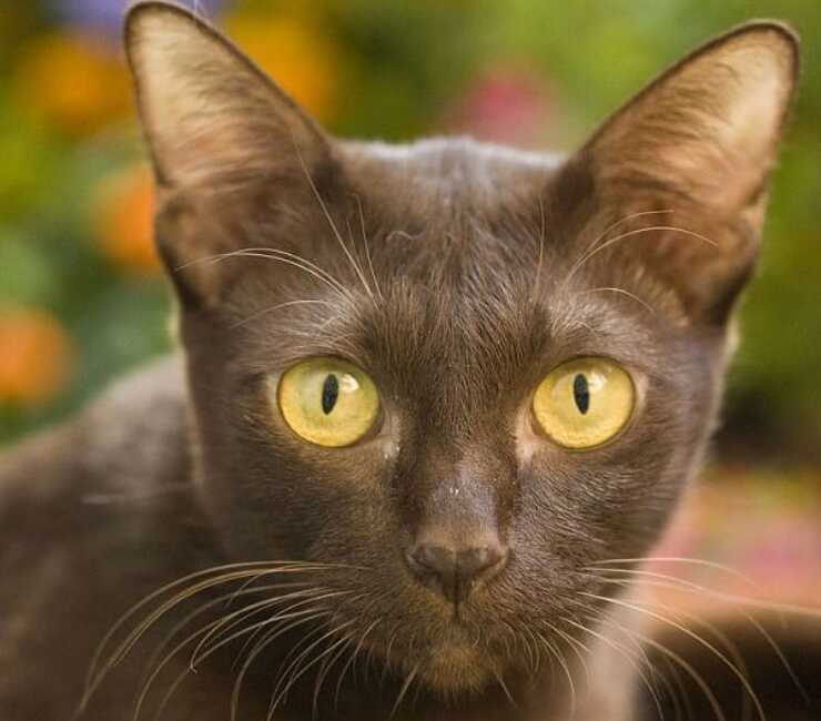 suphalak gatto