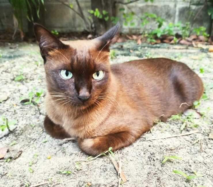 suphalak gatto