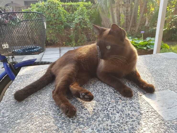 suphalak gatto