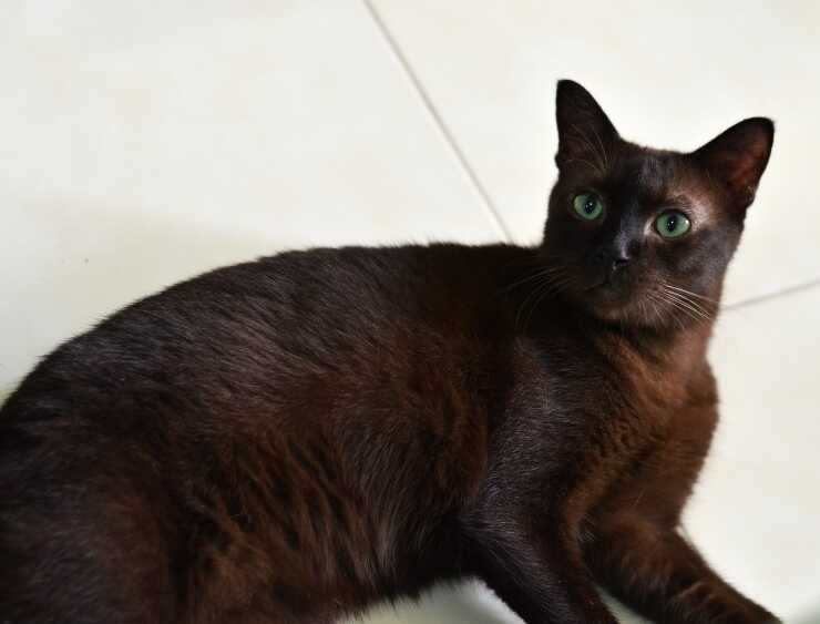 suphalak gatto