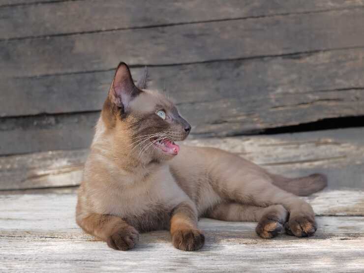 suphalak gatto