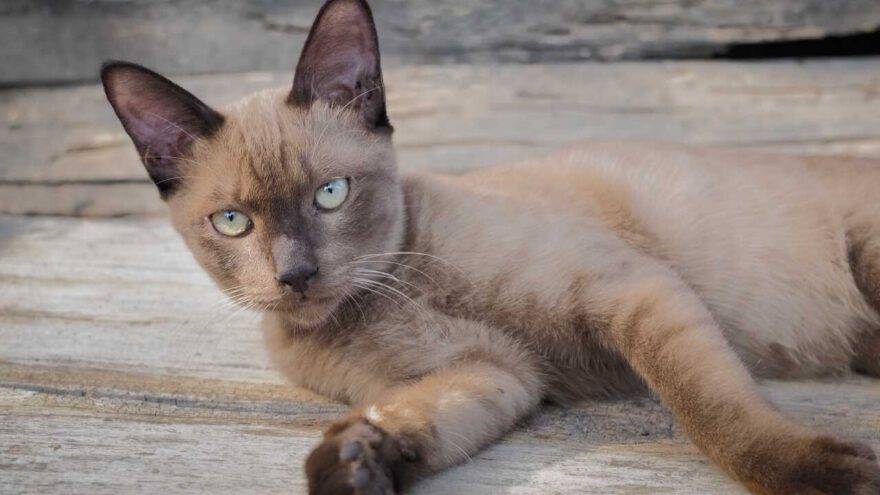 suphalak gatto