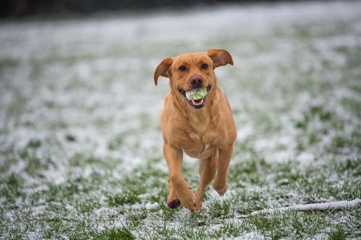 Razze di cani che tendono a restare in forma Razze di cani che tendono a restare in forma