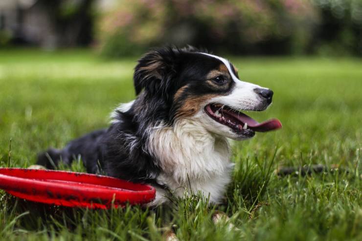 Razze canine che restano in forma