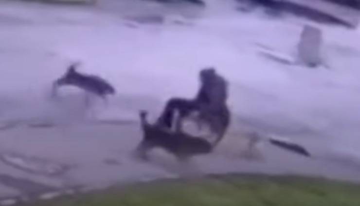 L'uomo che difende il suo cane (Foto video)