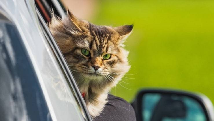 weekend con gatto