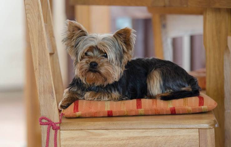 Cagnolino in primo piano (Foto Pixabay)