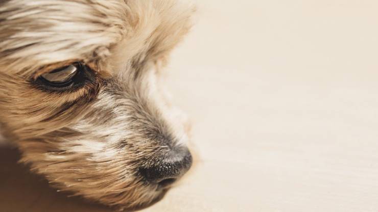 Cane pensieroso (Foto Pixabay)